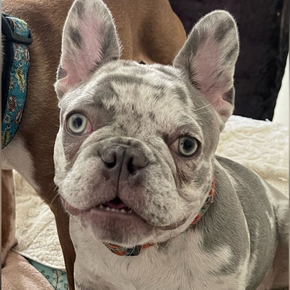 Meet your Posher, Helene